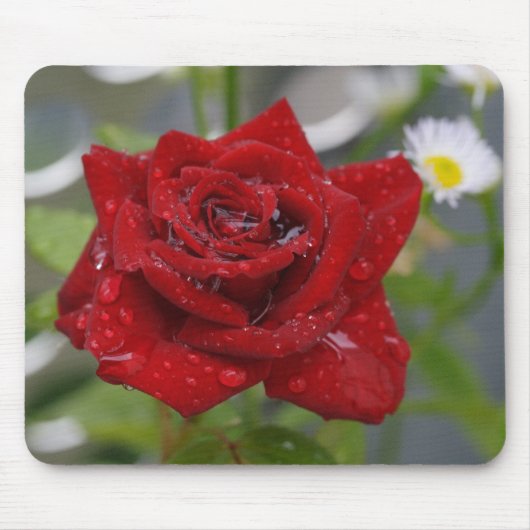 Rode Roos Knop Muismat (Voorkant)