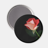 Rode roos koelkast magneet (Voorkant / Achterkant)