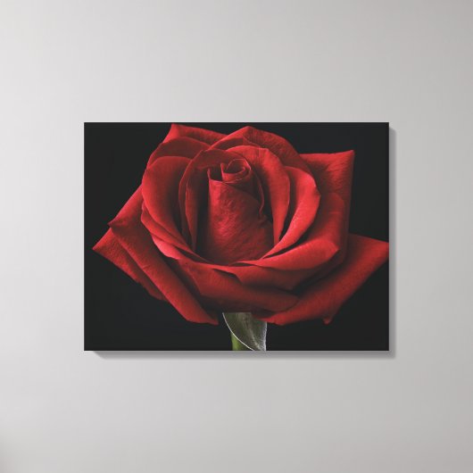 Rode roos kussensloop canvas afdruk (Voorkant)