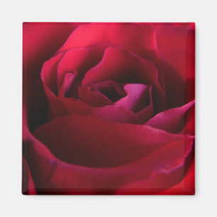Rode Roos Magneten Roze Roos Cadeaus Aandenken Dec