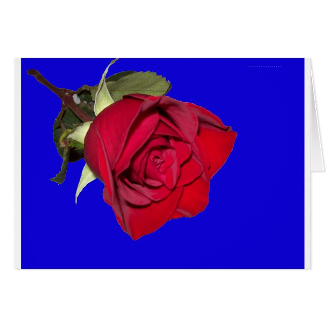 Rode Roos met Blauwe Achtergrond (Voorkant Horizontaal)