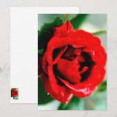Rode Roos met Dauw Druppels Kaart (Voorkant / Achterkant)