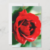 Rode Roos met Dauwdruppels  Kaart (Voorkant)