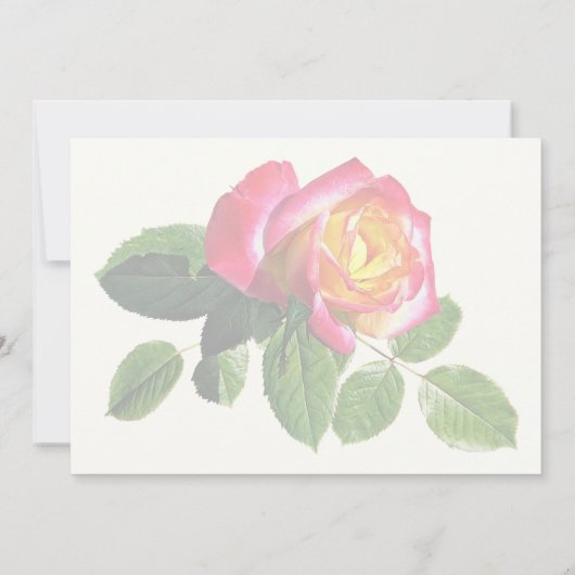 Rode roos met goudgeel centrum kaart (Achterkant)