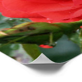Rode Roos Met Regendruppels Bloemstuk Poster (Hoek)