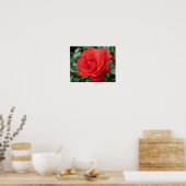 Rode Roos Met Regendruppels Bloemstuk Poster (Keuken)