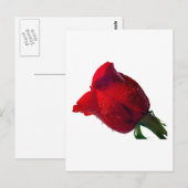 rode roos met waterdruppels briefkaart (Voorkant / Achterkant)