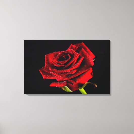 Rode roos op zwart met waterdruppeltopendoek canvas afdruk (Voorkant)