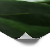 Rode roos op zwart poster (Hoek)