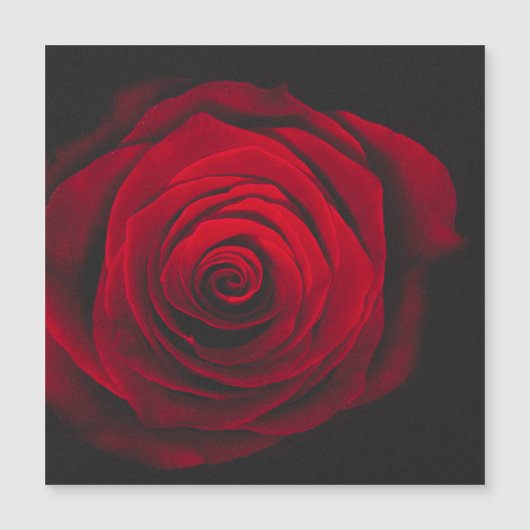 Rode roos op zwarte achtergrond vintage-effect (Voorkant)