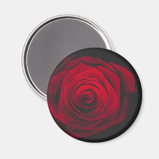 Rode roos op zwarte achtergrond vintage-effect magneet (Voorkant / Achterkant)