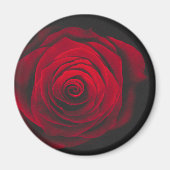 Rode roos op zwarte achtergrond vintage-effect magneet (Voorkant)