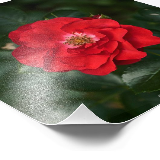 Rode Roos P6568 Foto Afdruk (Hoek)