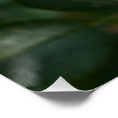 Rode Roos P6568 Perfect Poster (Hoek)