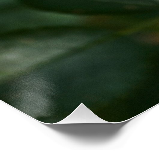 Rode Roos P6568 Perfect Poster (Hoek)