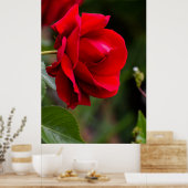 Rode roos poster (Keuken)