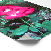 Rode roos poster (Hoek)