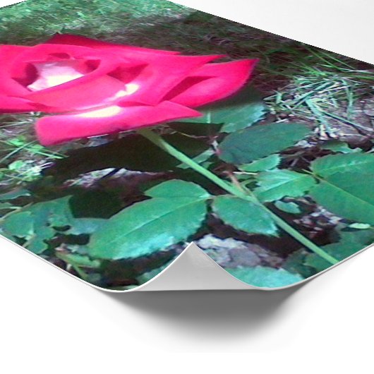 Rode roos poster (Hoek)