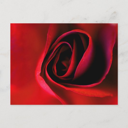 Rode Roos Print Ansichtkaart Feestdagenkaart (Voorkant)