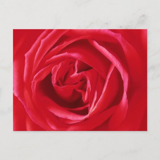 Rode roos print briefkaart (Voorkant)