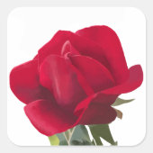 Rode roos - Red rose Vierkante Sticker (Voorkant)