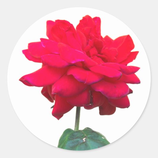 Rode roos ronde sticker (Voorkant)