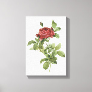 rode roos (Rosa gallica pontiana) van Redouté Canvas Afdruk