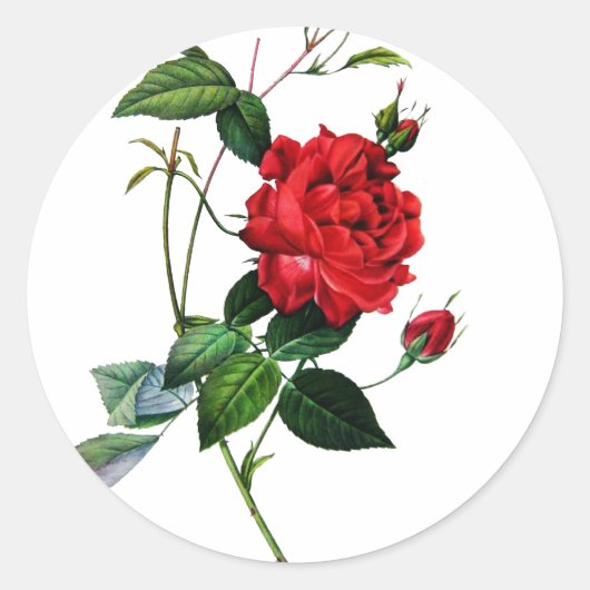 Rode roos, Rosa inermis, P.J.Redoute Ronde Sticker (Voorkant)