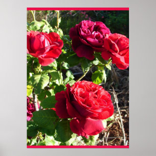Rode Roos Rozen Bloem Bloemisterij Tuin Eugene Fur Poster