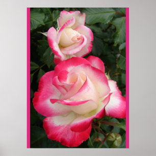 Rode Roos Rozen Bloem Tuin Poster