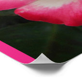 Rode Roos Rozen Bloem Tuin Poster (Hoek)