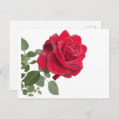 Rode roos schilderij briefkaart (Voorkant / Achterkant)