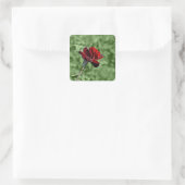 Rode Roos Sticker (Tas)