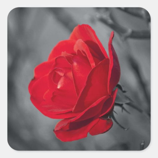 Rode Roos Sticker (Voorkant)