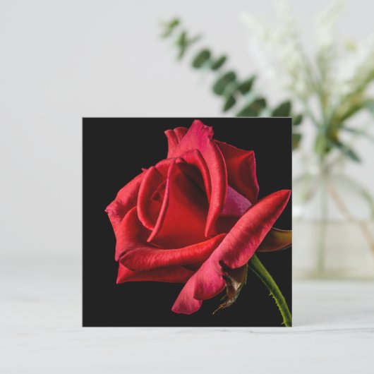 Rode Roos Tegen Zwarte Achtergrond Kaart (Staand voorkant)