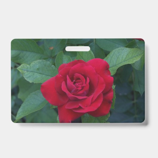 Rode Roos van dichtbij Badge (Voorzijde)