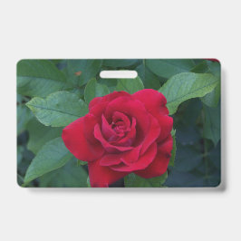 Rode Roos van dichtbij Badge