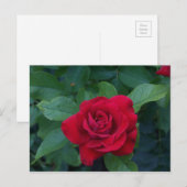 Rode Roos Van dichtbij Briefkaart (Voorkant / Achterkant)