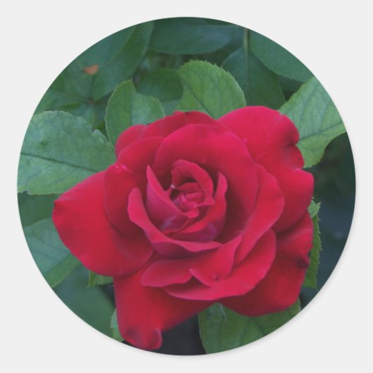 Rode Roos van dichtbij Ronde Sticker (Voorkant)