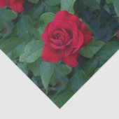 Rode Roos Van dichtbij Tissuepapier (Detail)