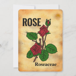 Rode roos verouderde papiersoort lijnkunst Plat ka