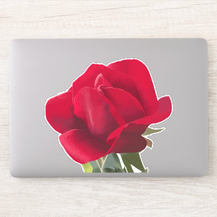 Rode roos vierkant - Rode roos Sticker