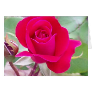 Rode roos, West Lafayette, Indiana