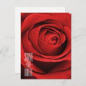 Rode Roos Wit (Elke Kleur) Glam Bewaar de Datum Aankondigingskaart (Voorkant / Achterkant)