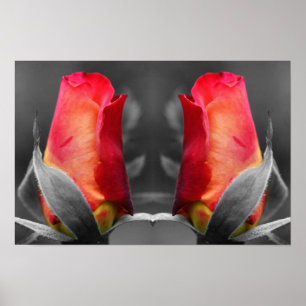 Rode Roosknop Gedeeltelijke Kleur Spiegel Bloem Ku Poster