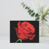 Rode Rose Bloem Blank Bloemen Zwart Briefkaart (Staand voorkant)