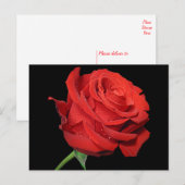 Rode Rose Bloem Blank Bloemen Zwart Briefkaart (Voorkant / Achterkant)