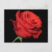 Rode Rose Bloem Blank Bloemen Zwart Briefkaart (Voorkant)