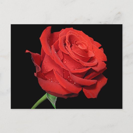 Rode Rose Bloem Blank Bloemen Zwart Briefkaart (Voorkant)