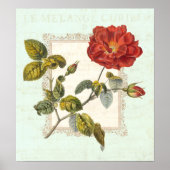  Rode Rose Shabby Elegance Poster (Voorkant)